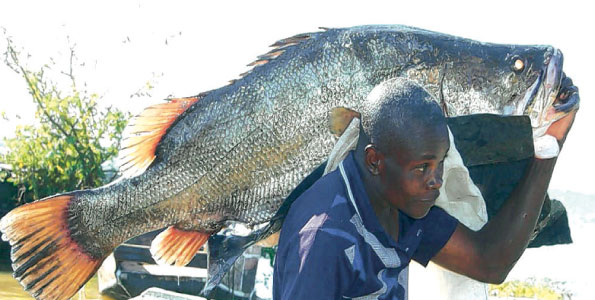 Euro Crisis Hurts Tanzania S Fish Sector The East African