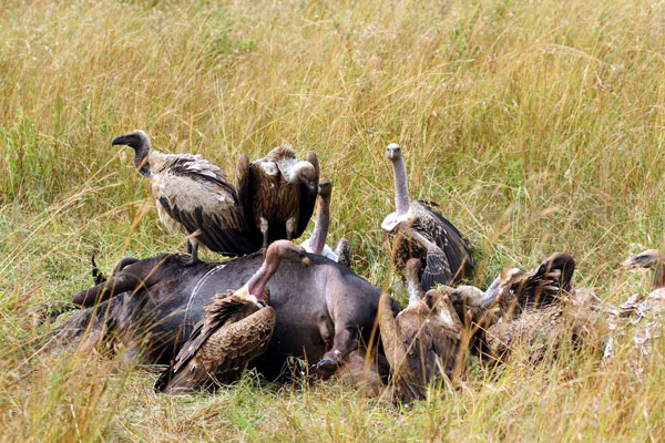 500 Vultures Killed in Botswana by Poachers' Poison, Government