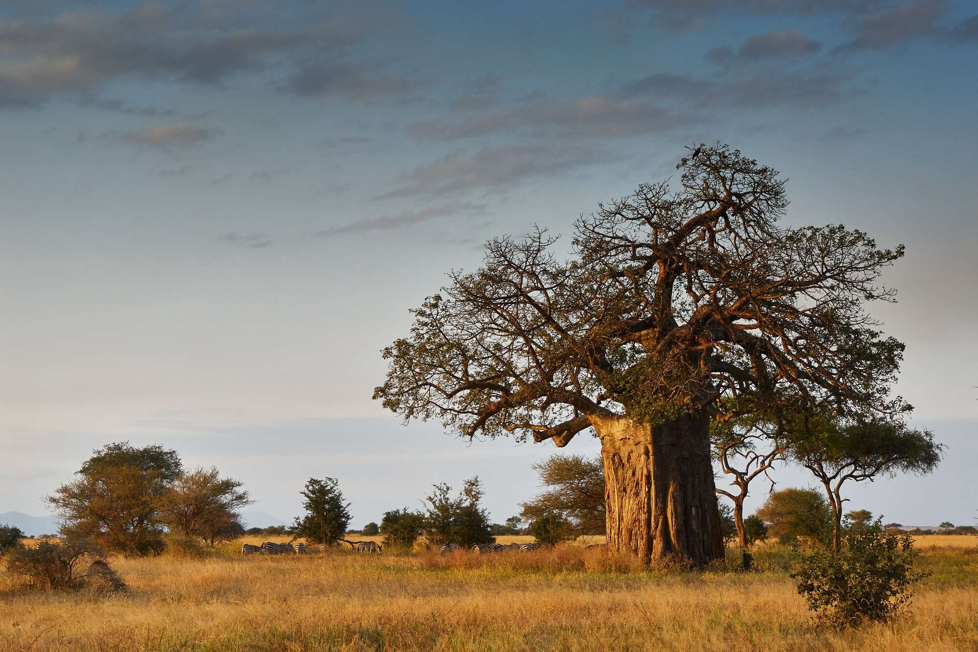 Dar’s oldest tree will live