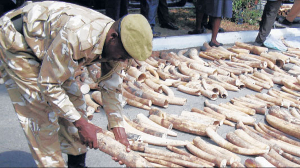 EA Countries Lead In Illicit Ivory Trade The East African   Ivory 