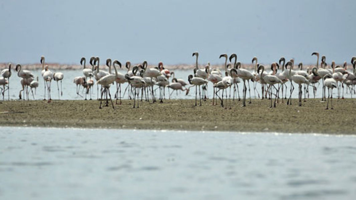 lake natron flamingo