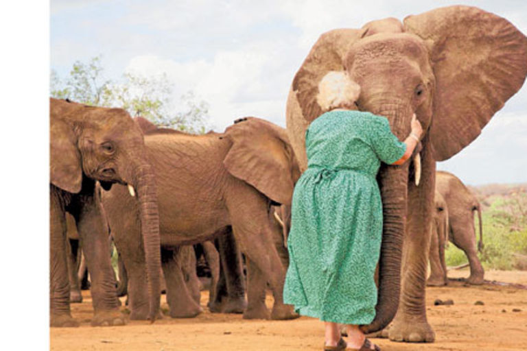 Love, Life, and Elephants by Daphne Sheldrick