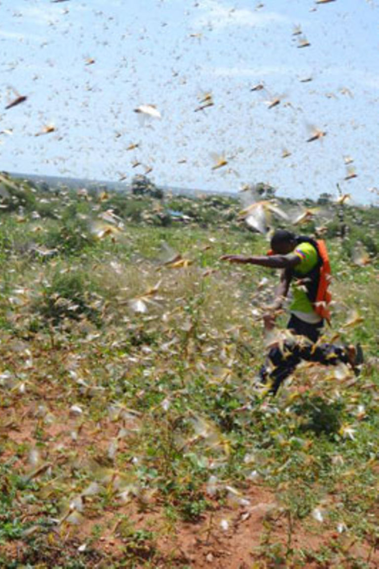E. African countries overwhelmed as locust plague spreads, UN warns ...