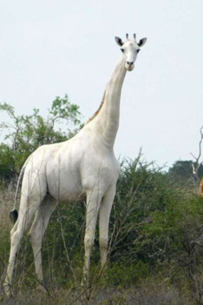 the white giraffe martine
