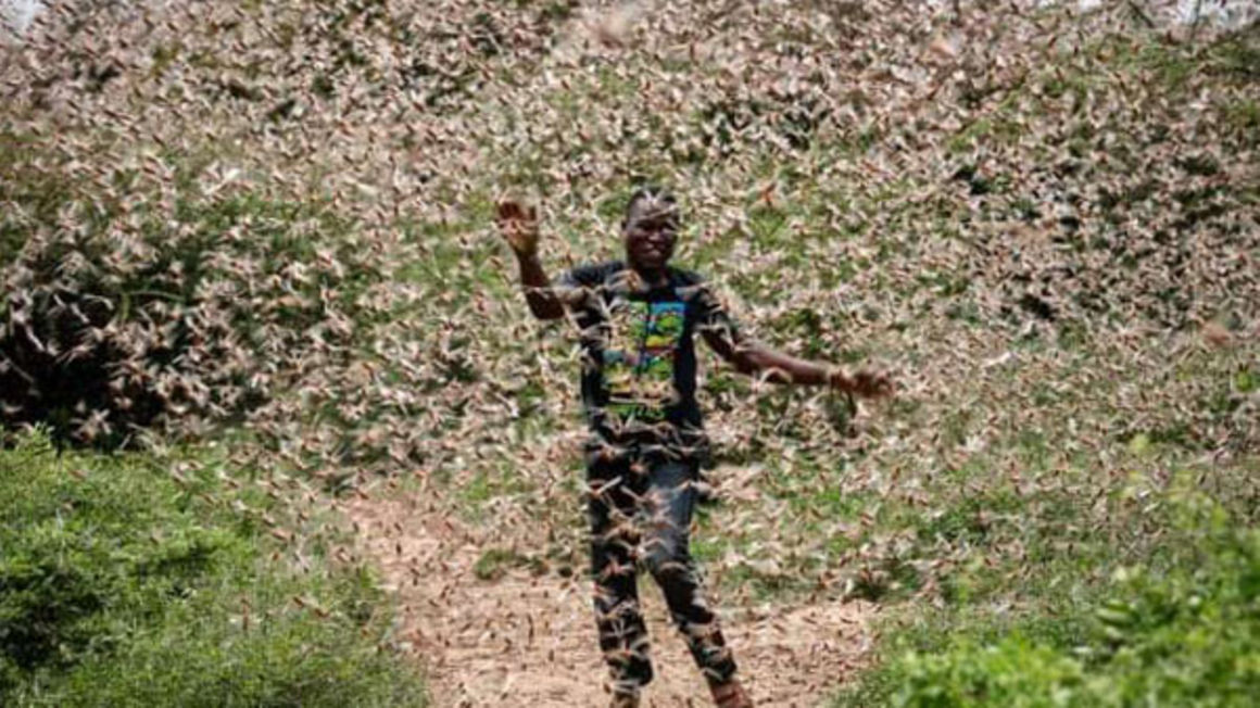 Second wave of locust invasion and floods to shake East Africa ...