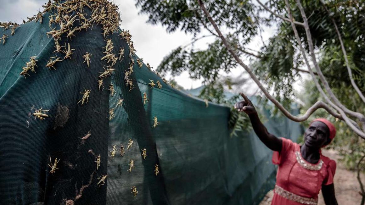 Locust invasion.