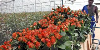 Flower farm.