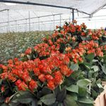 Flower farm.