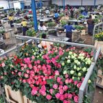 Flower exports.
