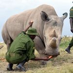 Rhino.