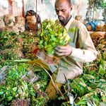 Khat.