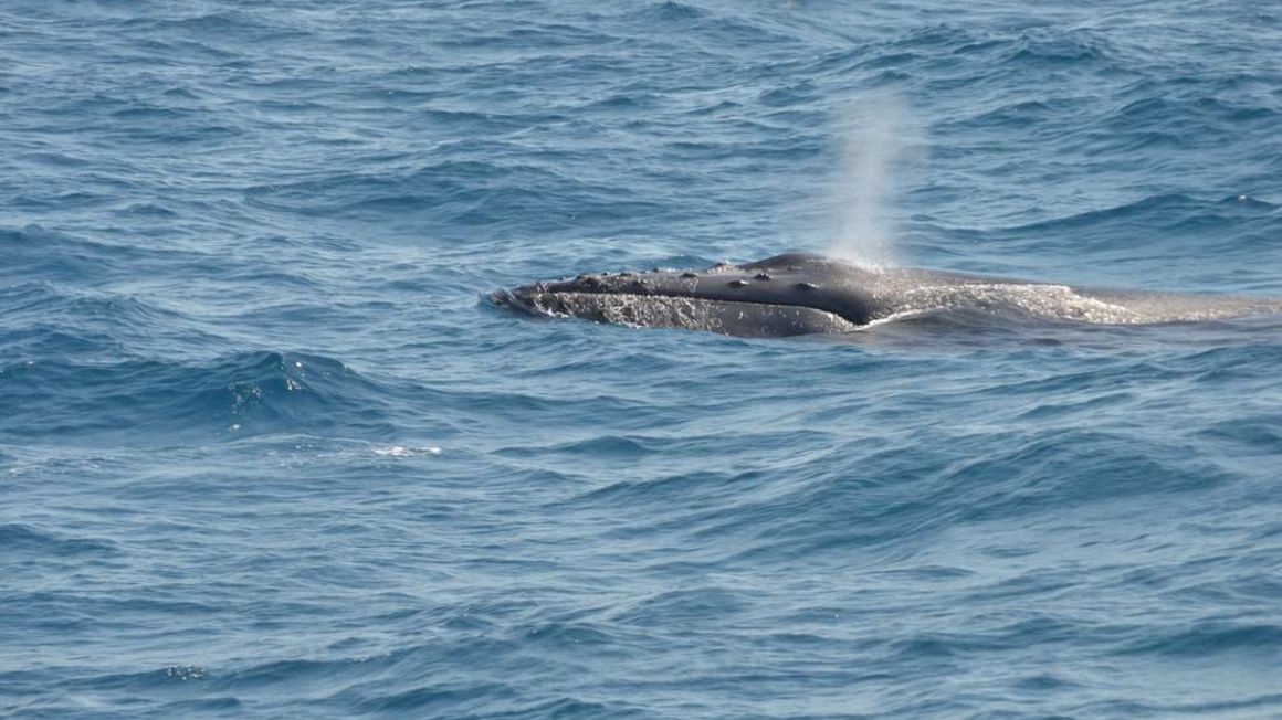 Humpback whale.