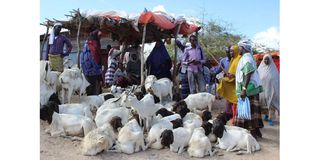 Livestock market.