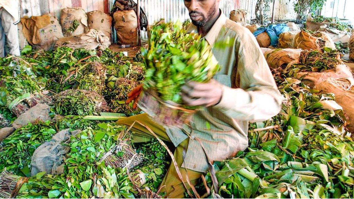 Somalia Lifts Ban On Miraa Imports From Kenya The East African