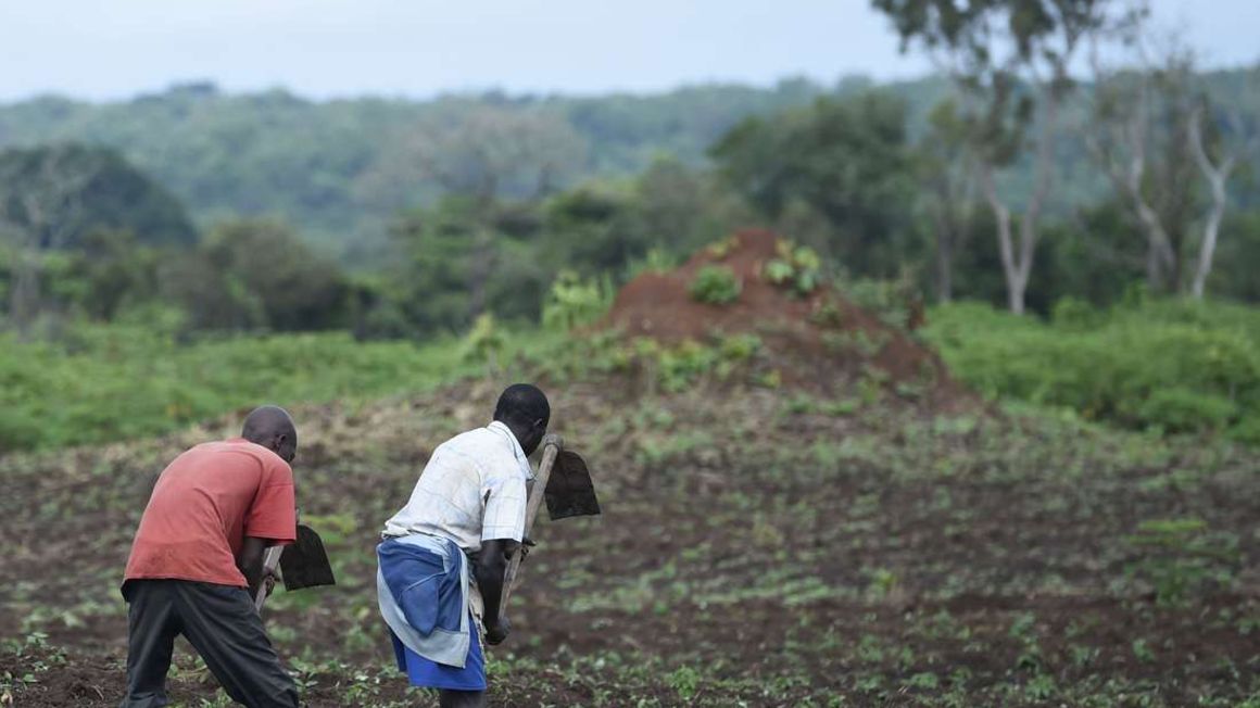 Farm in South Sudan.