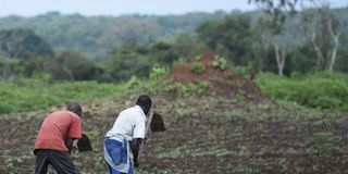 Farm in South Sudan.