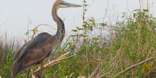 Goliath heron.