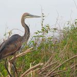 Goliath heron.