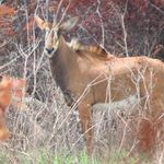 Antelope.