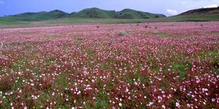 Flower field.