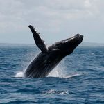 Humpback whale.