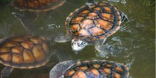 Turtles in water. PHOTO | AFP