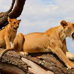 Lions.