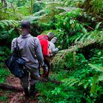 Gorilla tracking in Uganda.