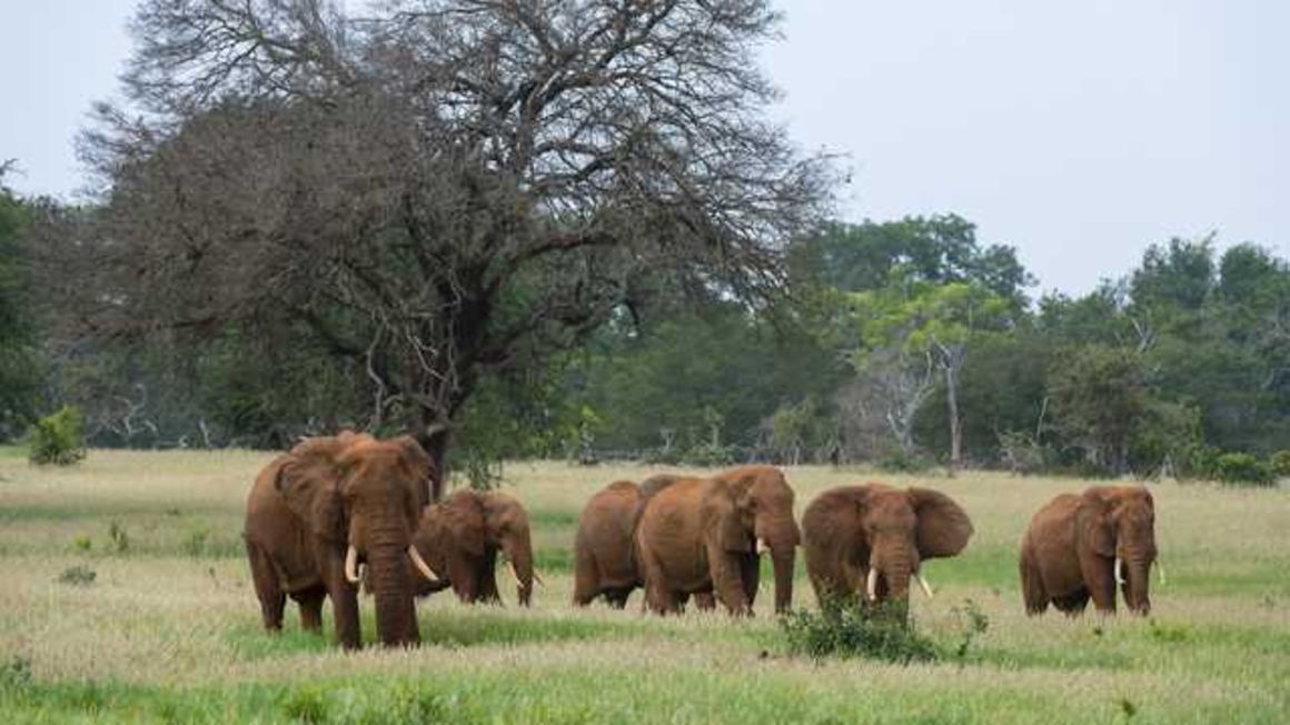 Elephants.