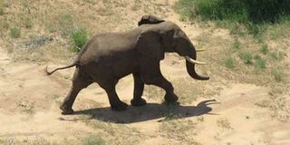 elephants
