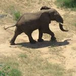 elephants