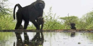 A baboon family next to a water pan near Lentorre Lodge in Olkirimatian conservancy.