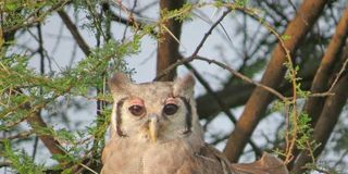 A Vereaux's eagle owl on watch at Olkirimatian.