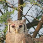 A Vereaux's eagle owl on watch at Olkirimatian.