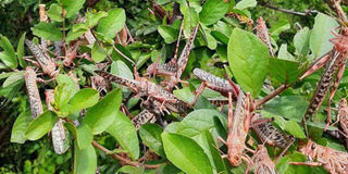 Locusts.