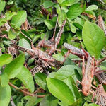 Locusts.