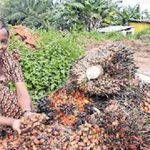 Oil palm.