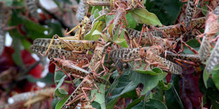 Locusts.