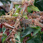 Locusts.