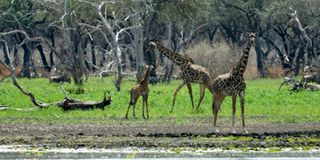 Selous Game Reserve.