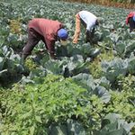 A farm in Kenya.