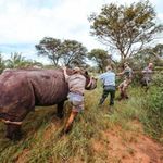 African Parks’ Akagera management partnership eliminated poaching.