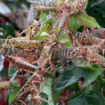  Desert locust