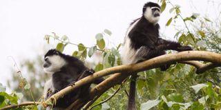 Black and white Colobus monkeys