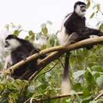 Black and white Colobus monkeys
