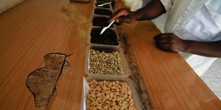 A worker at the Bradegate coffee factory sorts different types of roasted coffee 