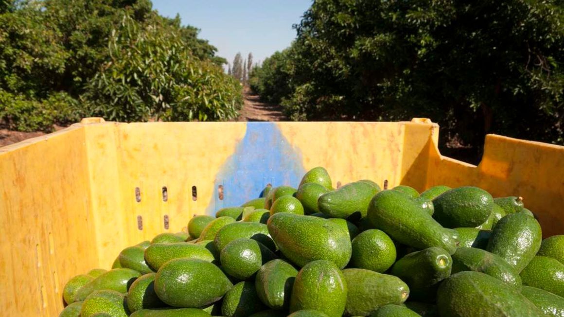 The avocado varieties grown in Tanzania