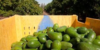 The avocado varieties grown in Tanzania