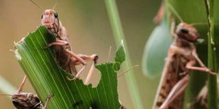 Desert locusts destroy maize in Meru, Kenya. 