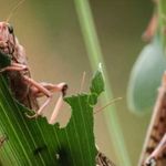 Desert locusts destroy maize in Meru, Kenya. 